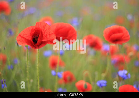 Mohnfeld Stockfoto