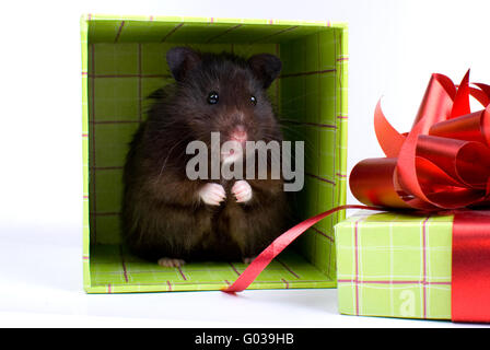 Schwarze Goldhamster als Geschenk in Box auf weißem Hintergrund Stockfoto