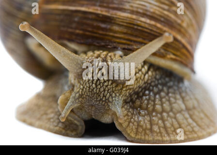 Helix Pomatia. Große römische Schnecke auf einem weißen Hintergrund. Stockfoto