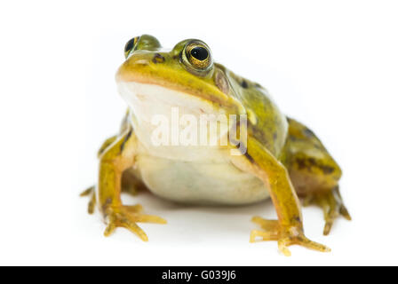 Rana Esculenta. Grün (Europäische oder Wasser) Frosch auf weißem Hintergrund. Stockfoto