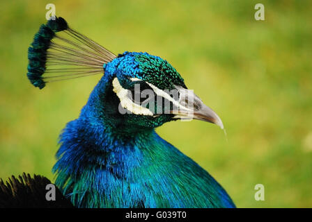 Blaue und grüne Pfau Kopf Nahaufnahme Stockfoto