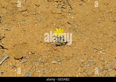 Gelbe Gazanien Blume auf trockenem Boden, Südafrika Stockfoto