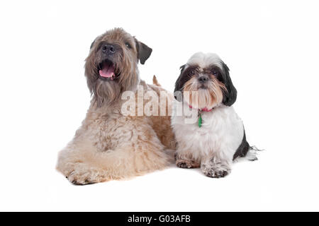Soft coated wheaten Terrier und Shih Tzu weich beschichtete wheaten terrier Stockfoto