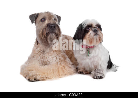 Soft coated wheaten Terrier und Shih Tzu Hund Stockfoto