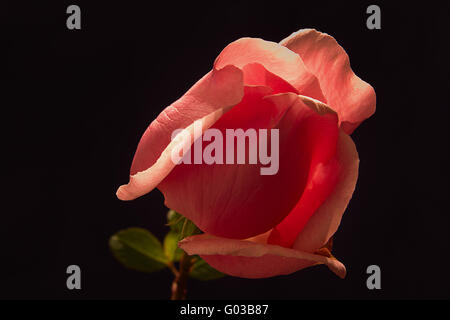 Rote Rose auf schwarzem Hintergrund isoliert Stockfoto