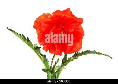 Orientalische Mohn, lateinische Papaver Orientale isoliert auf weißem Hintergrund Stockfoto