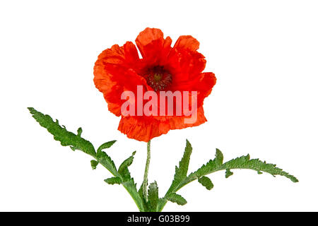 Orientalische Mohn, lateinische Papaver Orientale isoliert auf weißem Hintergrund Stockfoto