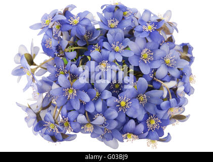 Bush der eigentliche erste europäische Federn Blumen isoliert Stockfoto