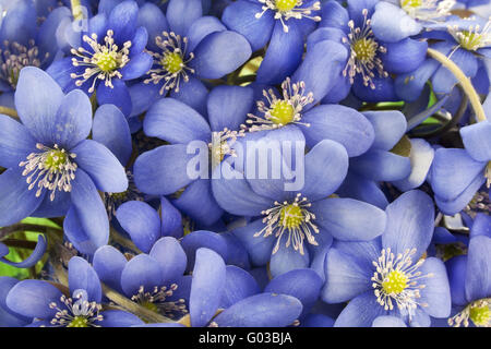 Wirkliche erste europäische Federn Blumen Hintergrund Stockfoto