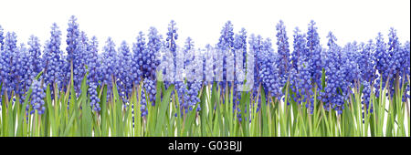 Großen Grenze von ersten Federn Blumen Muscari Stockfoto