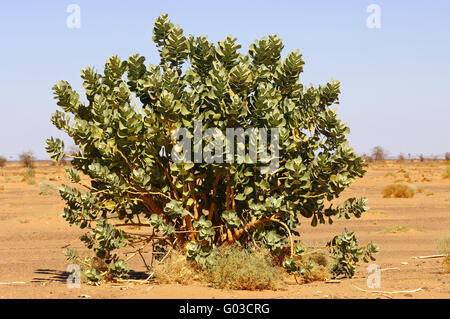 Apple von Sodom, Sahara Wüste, Libyen Stockfoto