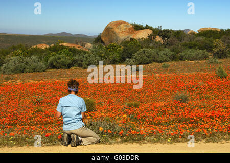 Besucher betrachten ein Feder-Display von Wildblumen Stockfoto