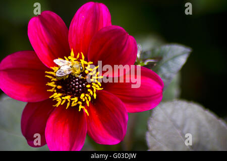 Honigbiene auf einer roten rosa Dahlie Blüte Stockfoto