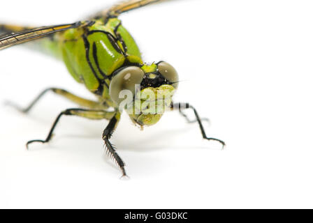 Ophiogomphus Cecilia. Grün Snaketail Libelle auf einem weißen Hintergrund. Stockfoto