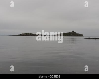 Vier Enten schwimmen vor der kleinen Insel im Ozean. Stockfoto