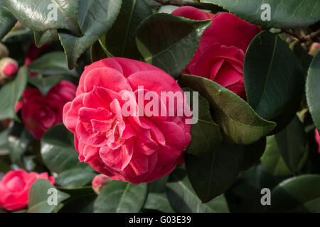 Rot blühende Kamelie mit glänzend grünen Blättern Stockfoto