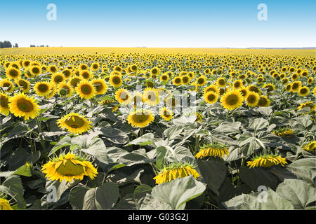 Reife helle Sonnenblumen wachsen auf einem Landwirt-Feld im Spätsommer Stockfoto