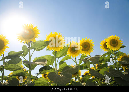 Schöne Sonnenblumen wachsen im Feld in sunli Stockfoto