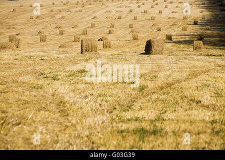 Gelbe Heuschober auf einem reinen Feld aus einer Ernte in th Stockfoto