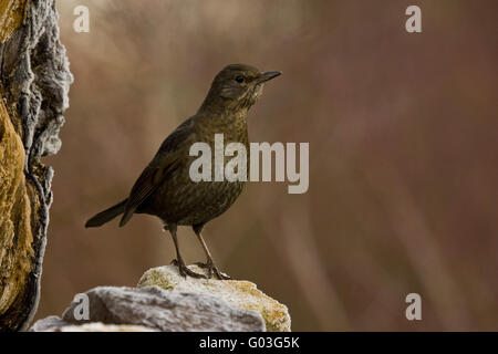 Schwarzer Vogel weiblich (Turdus Merula) Stockfoto