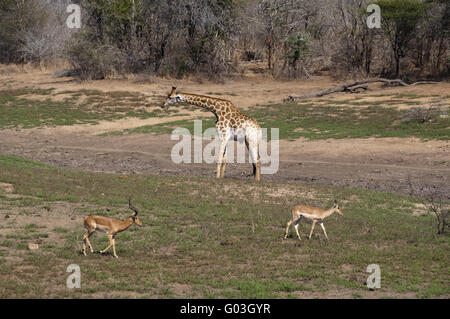 Giraffe und Impala Stockfoto