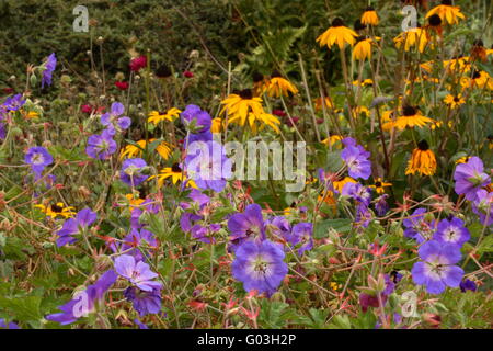 Wiesen-Storchschnabel - Geranium Pratense 'Rozanne' Stockfoto