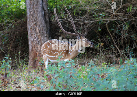 gepunktet, Hirsch, K Gudi, B R Hills, Karnataka, Indien Stockfoto