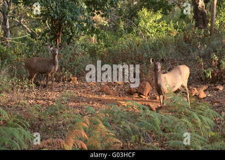 Sambar Hirsche, K Gudi, B R Hills, Karnataka, Indien Stockfoto