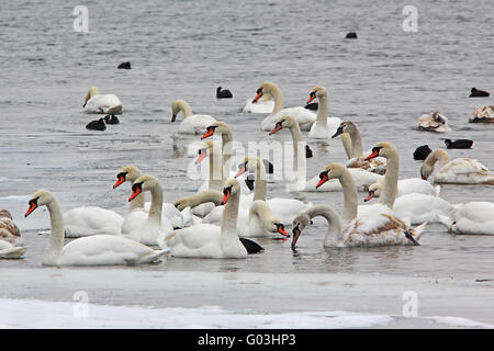 Stumm Swanes auf vereisten Fluss, Donau, Bayern Stockfoto