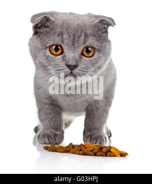 Kleines Kätzchen Essen Tiernahrung isoliert auf weiss Stockfoto