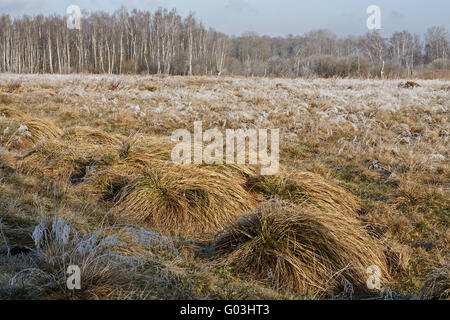 Birke Wald und Segge Reed, Deutschland, Bayern Stockfoto