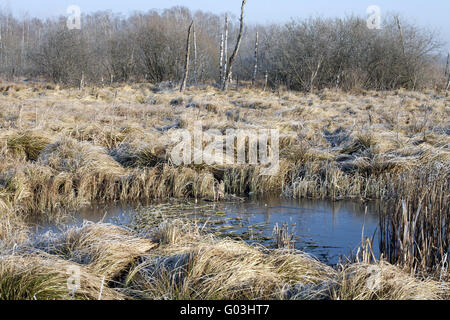 Birke Wald und Segge Reed, Deutschland, Bayern Stockfoto