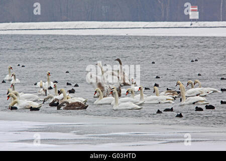 Stumm Swanes auf vereisten Fluss, Donau, Bayern Stockfoto