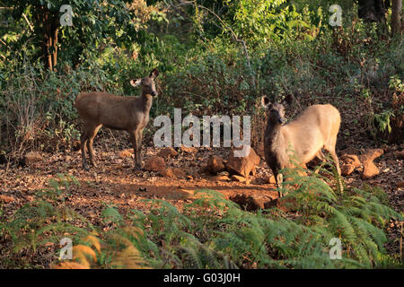 Sambar Hirsche, K Gudi, B R Hills, Karnataka, Indien Stockfoto