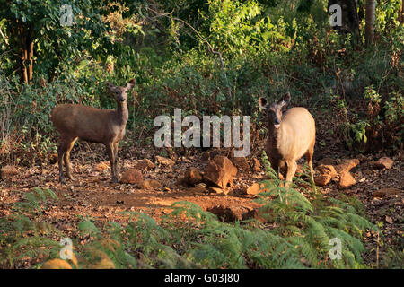 Sambar Hirsche, K Gudi, B R Hills, Karnataka, Indien Stockfoto