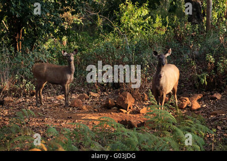 Sambar Hirsche, K Gudi, B R Hills, Karnataka, Indien Stockfoto