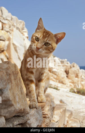 Classic Tabby Katze, rot, auf eine Felswand, Cyclades Stockfoto