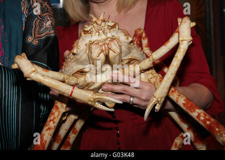 Spidercrabs SEA LIFE Berlin Stockfoto