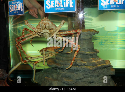 Spidercrabs SEA LIFE Berlin Stockfoto