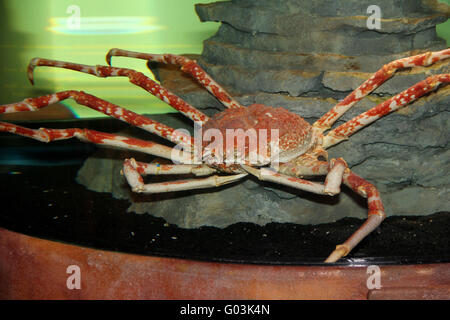 Spidercrabs SEA LIFE Berlin Stockfoto