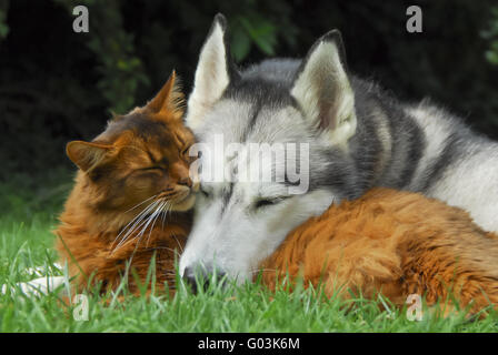 Somali-Katze und Siberian Husky kuscheln zusammen Stockfoto