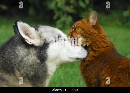 Somali-Katze gibt ein Siberian Husky eine Katzenwäsche Stockfoto