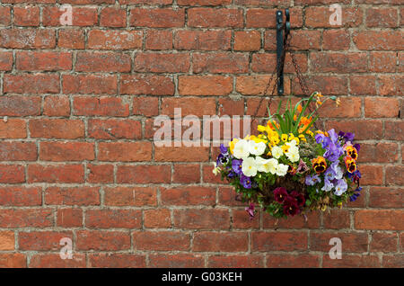 wunderschöne hängende Primula Blumen in einem Topf auf einer gemauerten Wand Hintergrund Stockfoto