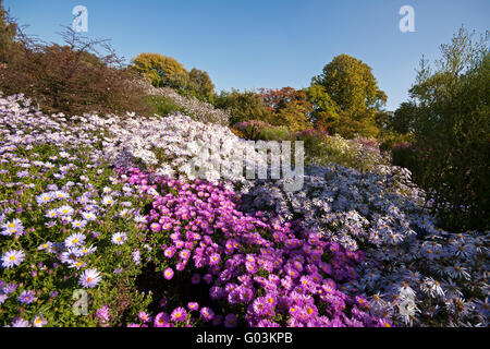 Blühenden Aster Ericoides in herbstliche Landschaft Stockfoto