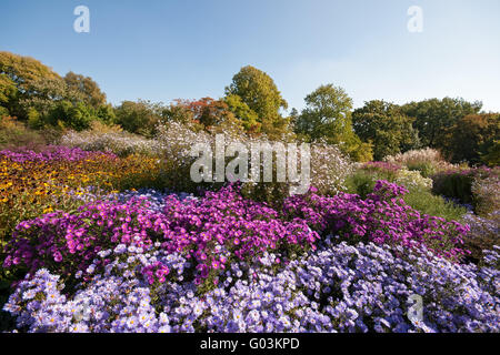 Blühenden Aster Ericoides in herbstliche Landschaft Stockfoto