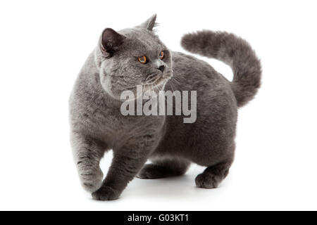 Britisch Kurzhaarkatze auf einem weißen Hintergrund.  Brit Stockfoto