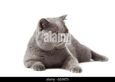 Britisch Kurzhaarkatze auf einem weißen Hintergrund.  Brit Stockfoto