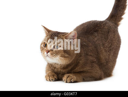 Britisch Kurzhaarkatze auf einem weißen Hintergrund.  Brit Stockfoto