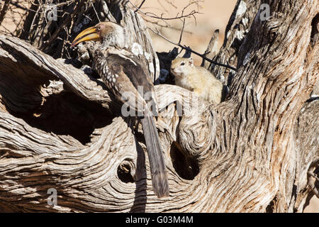 Südlichen Yellowbilled Toko (Tockus Leucomelas) Stockfoto