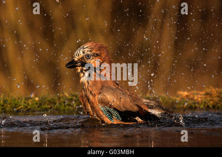 Europäische Jay (Garrulus Glandarius) Baden Stockfoto